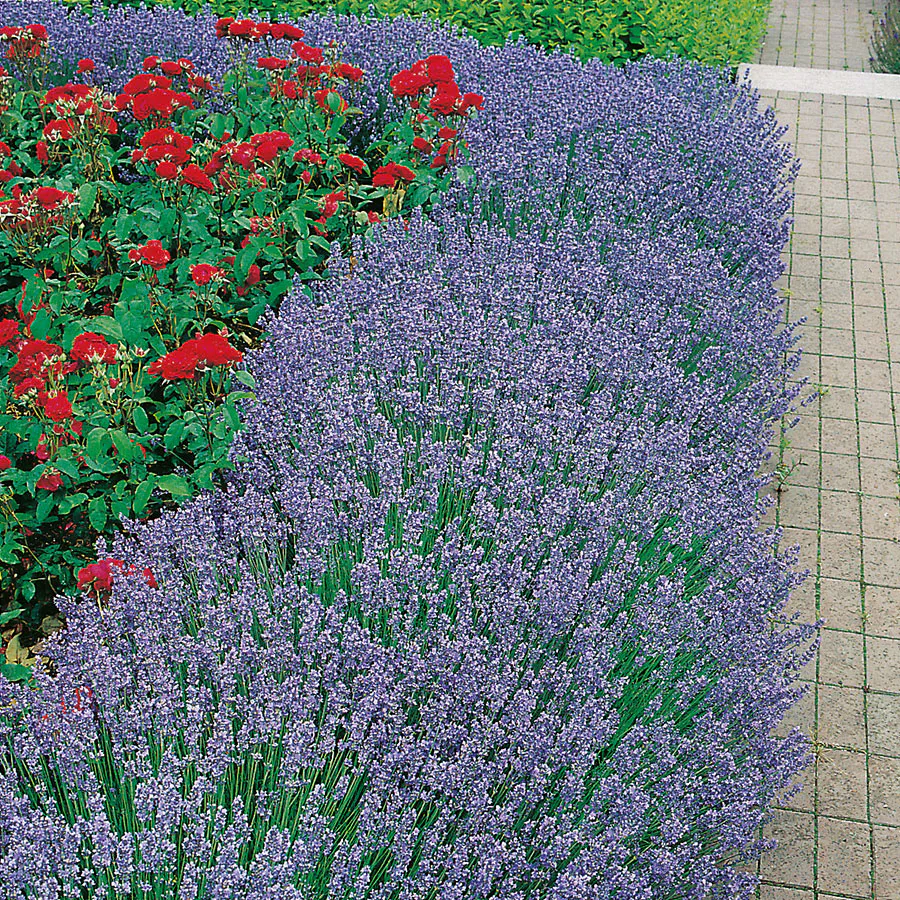 Lavendel Omnia Garden Hidcote Liten Kruka