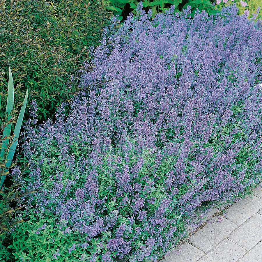 Perenn Omnia Garden Kantnepeta
