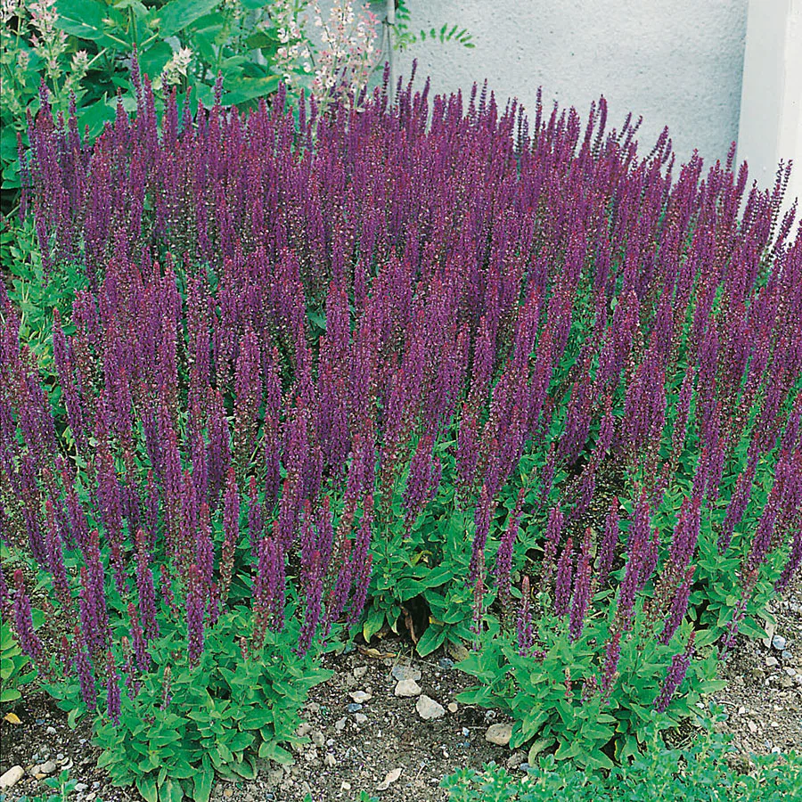 Perenn Omnia Garden Stäppsalvia Ostfrisland