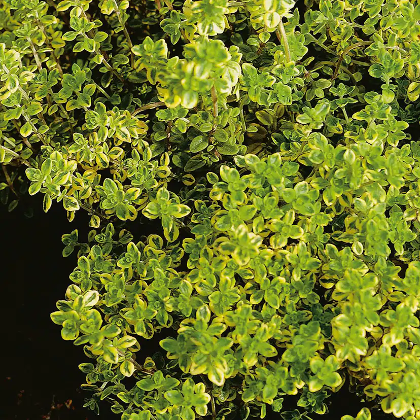 Citrontimjan Omnia Garden Aureus