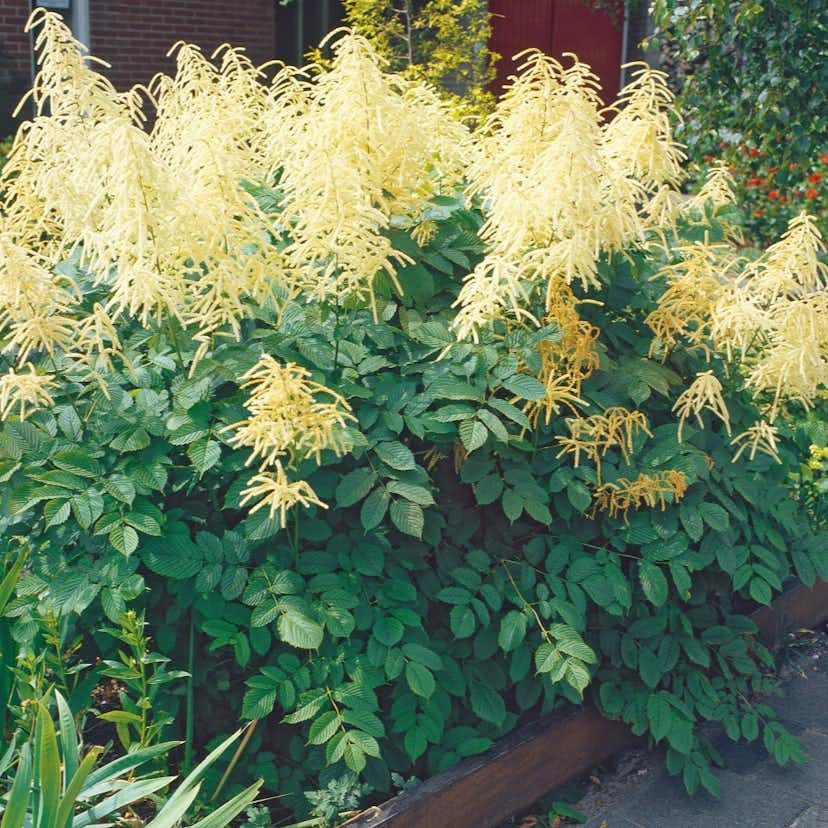 Perenn Omnia Garden Plymspirea 6-pack