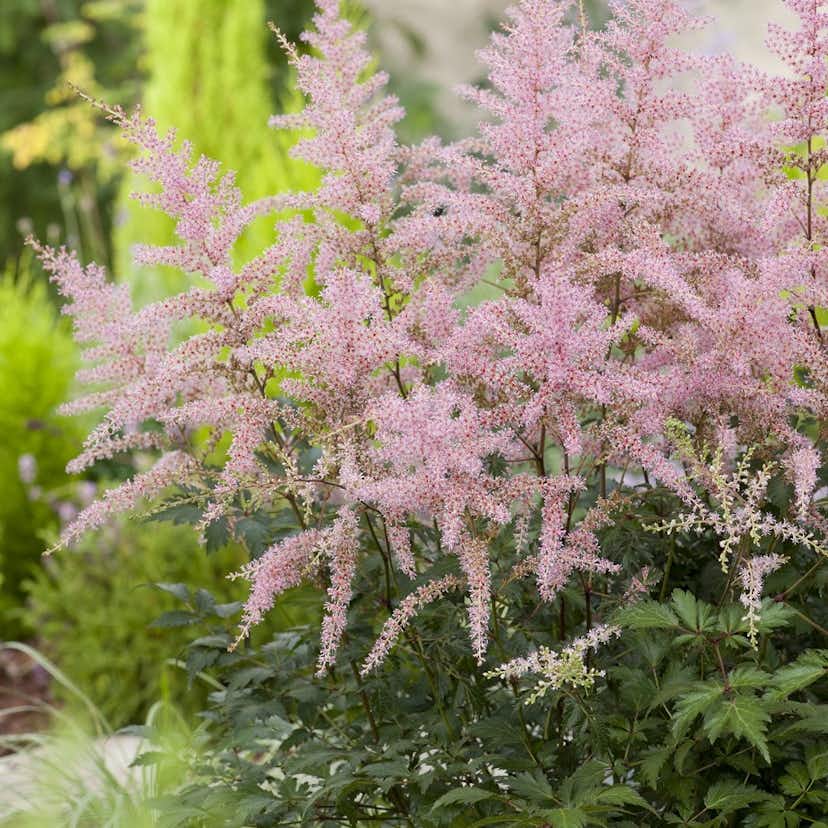 Snittblomma Omnia Garden Fjäderastilbe Sprite 3-pack