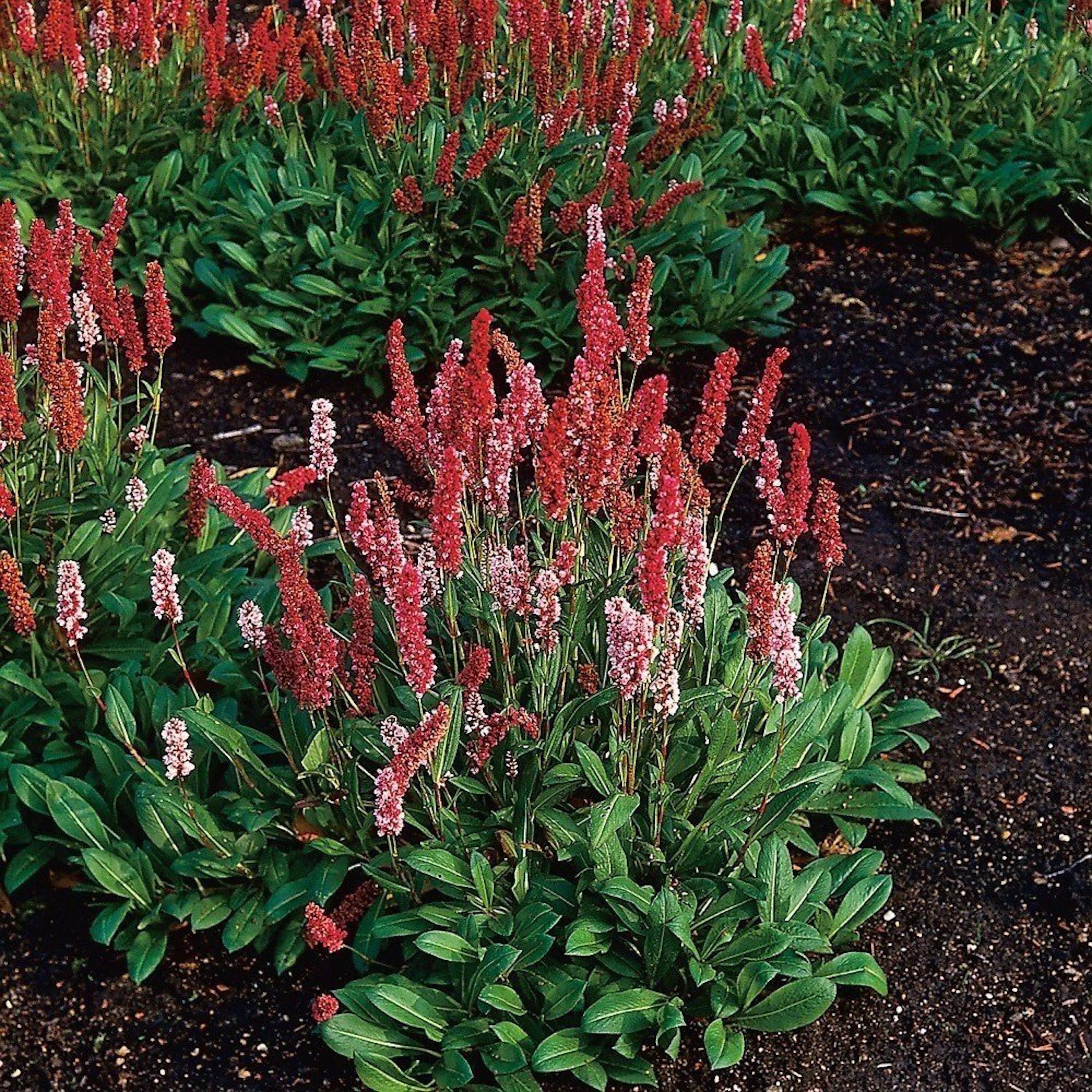 Perenn Omnia Garden Bergormrot Darjeeling Red