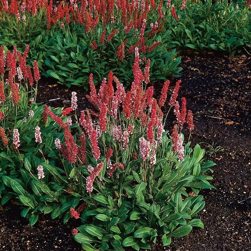 Perenn Omnia Garden Bergormrot Darjeeling Red