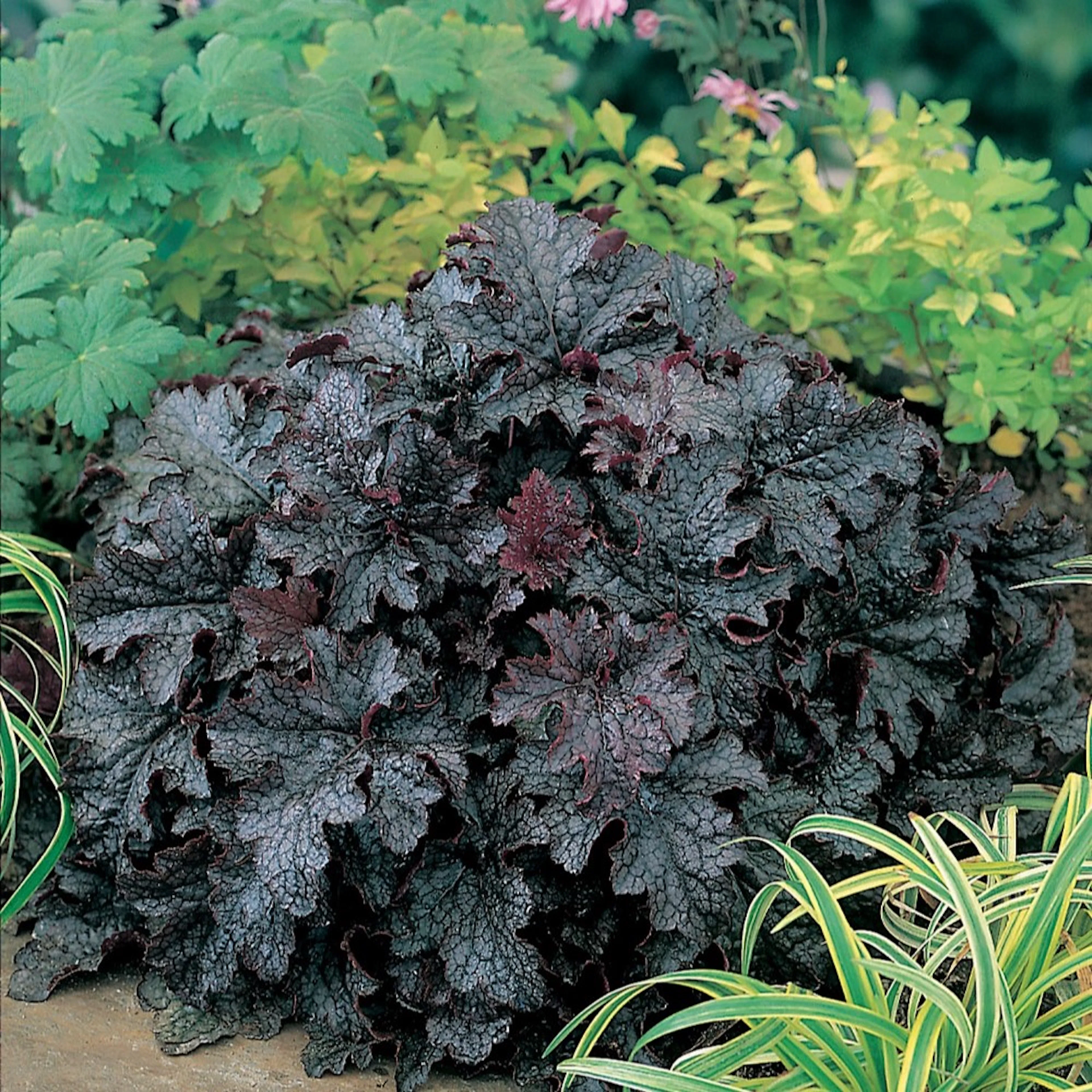 Perenn Omnia Garden Alunrot Plum Pudding