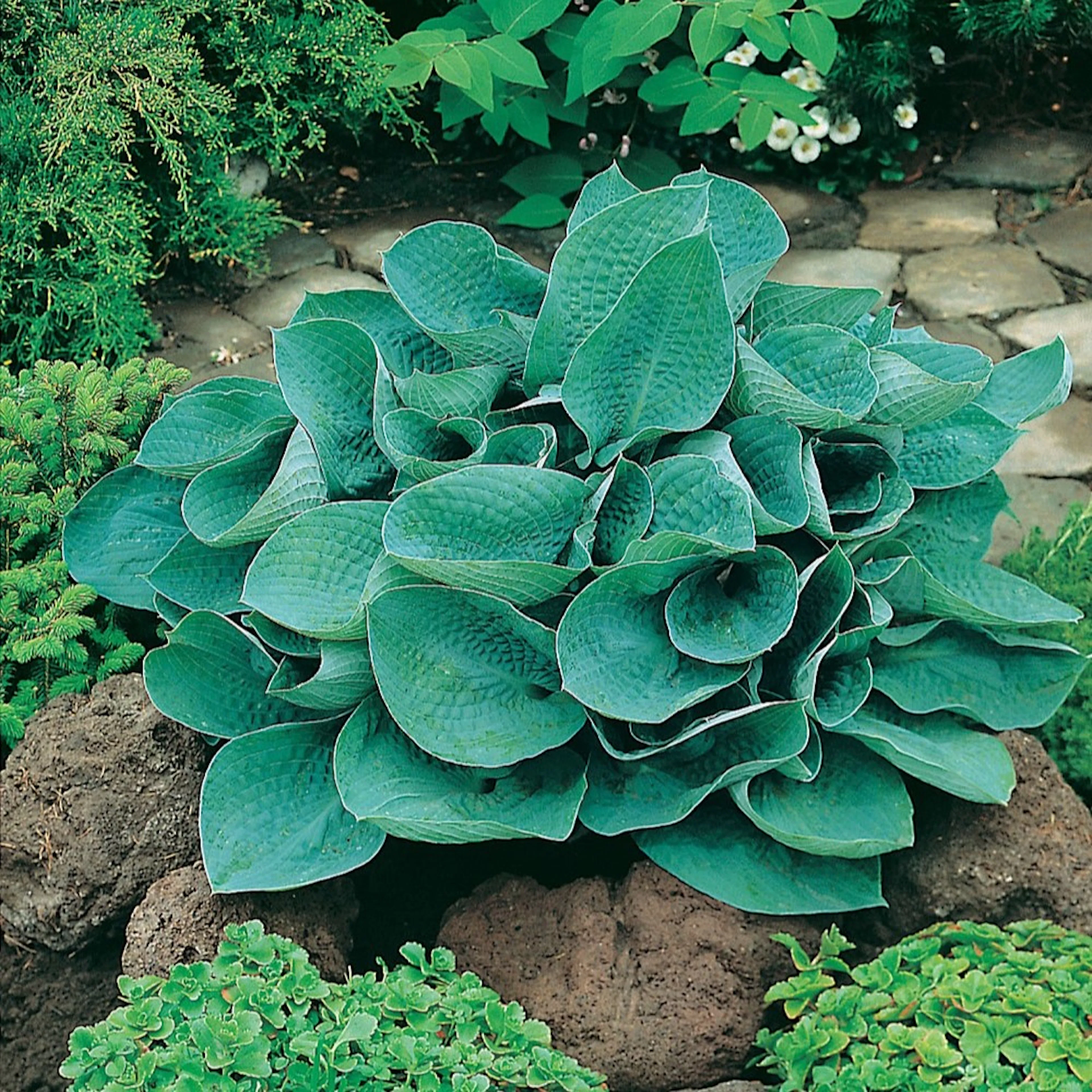 Rabattblomma Omnia Garden Funkia Big Daddy