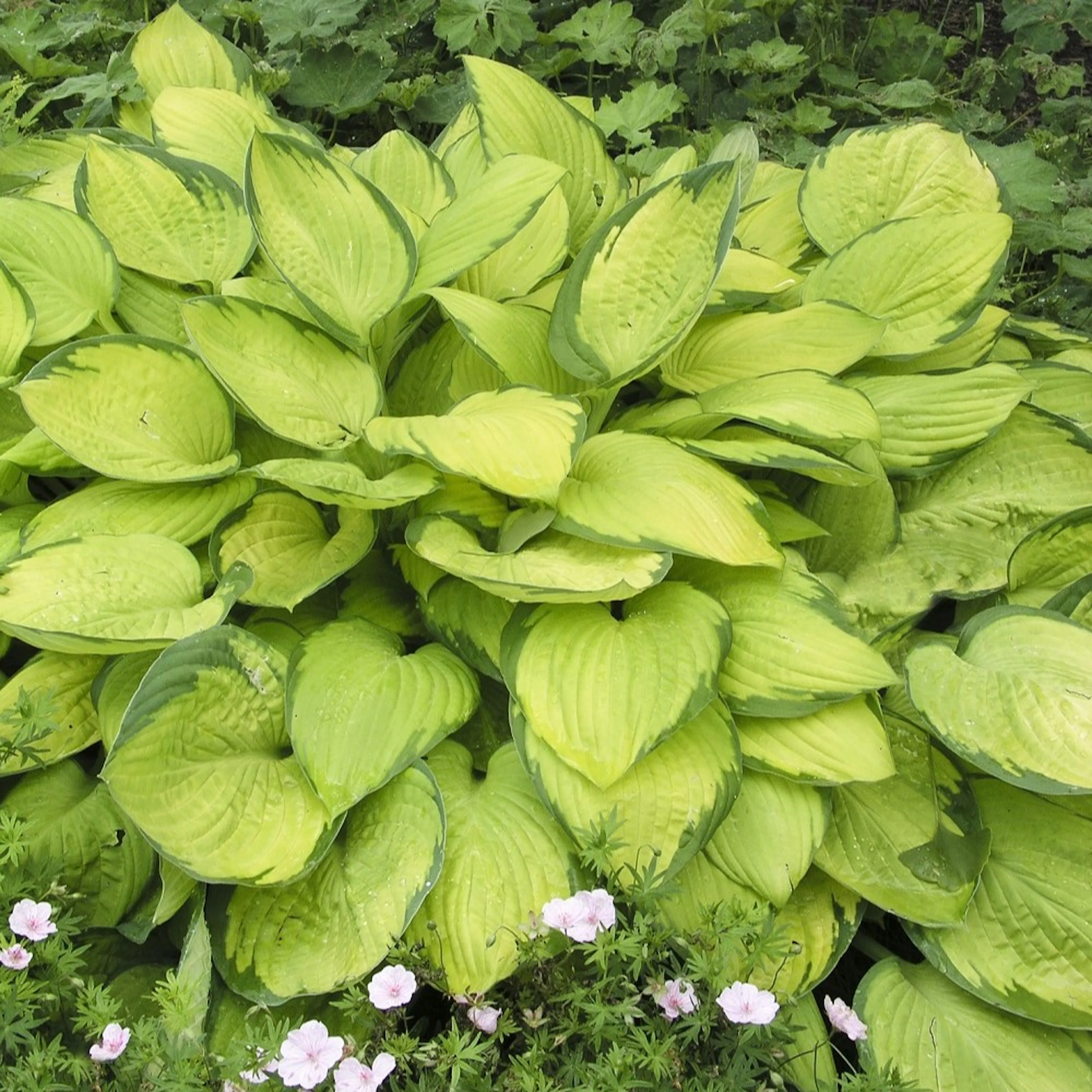 Blomsterfunkia Omnia Garden Fortunei Gold Standard