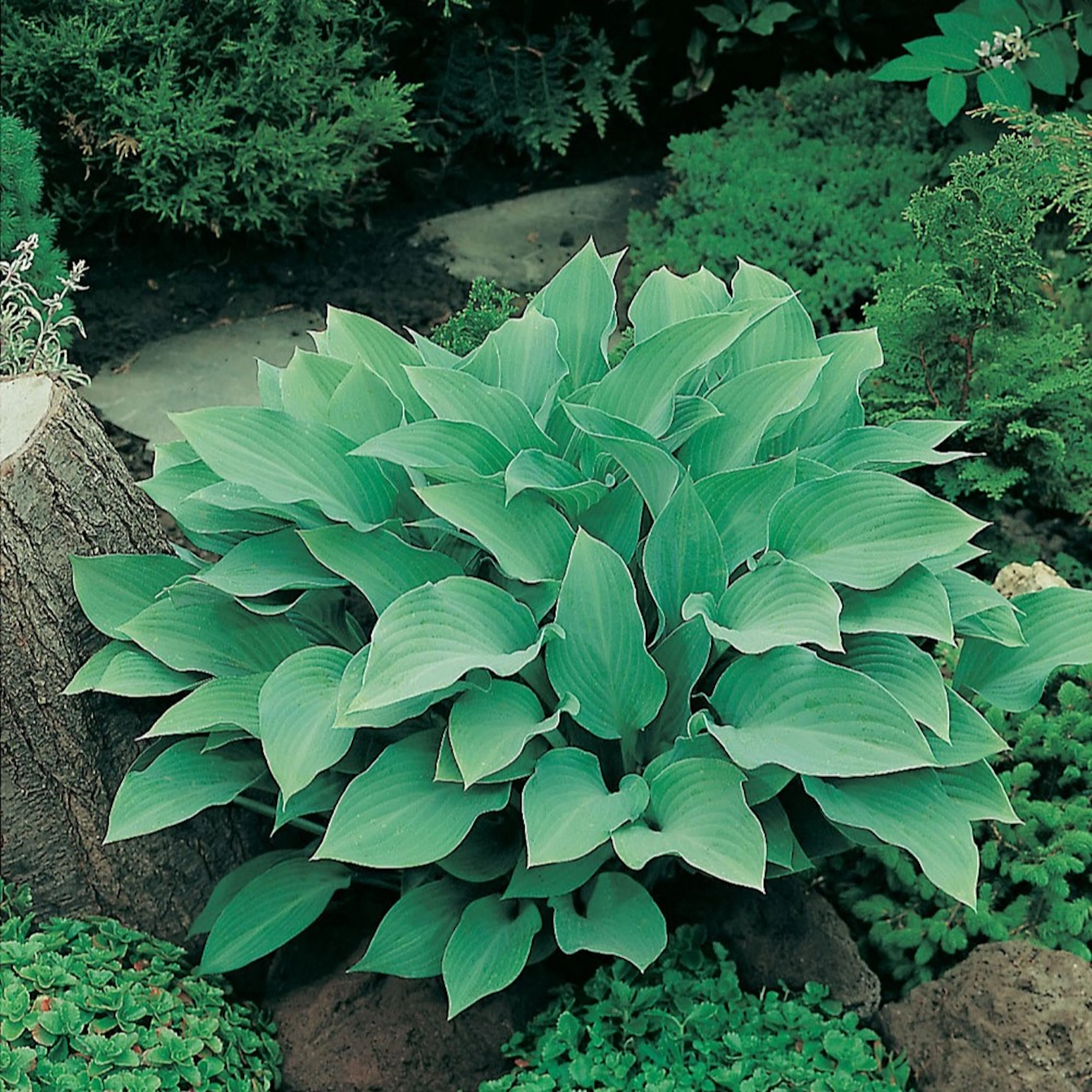 Rabattblomma Omnia Garden Funkia Krossa Regal