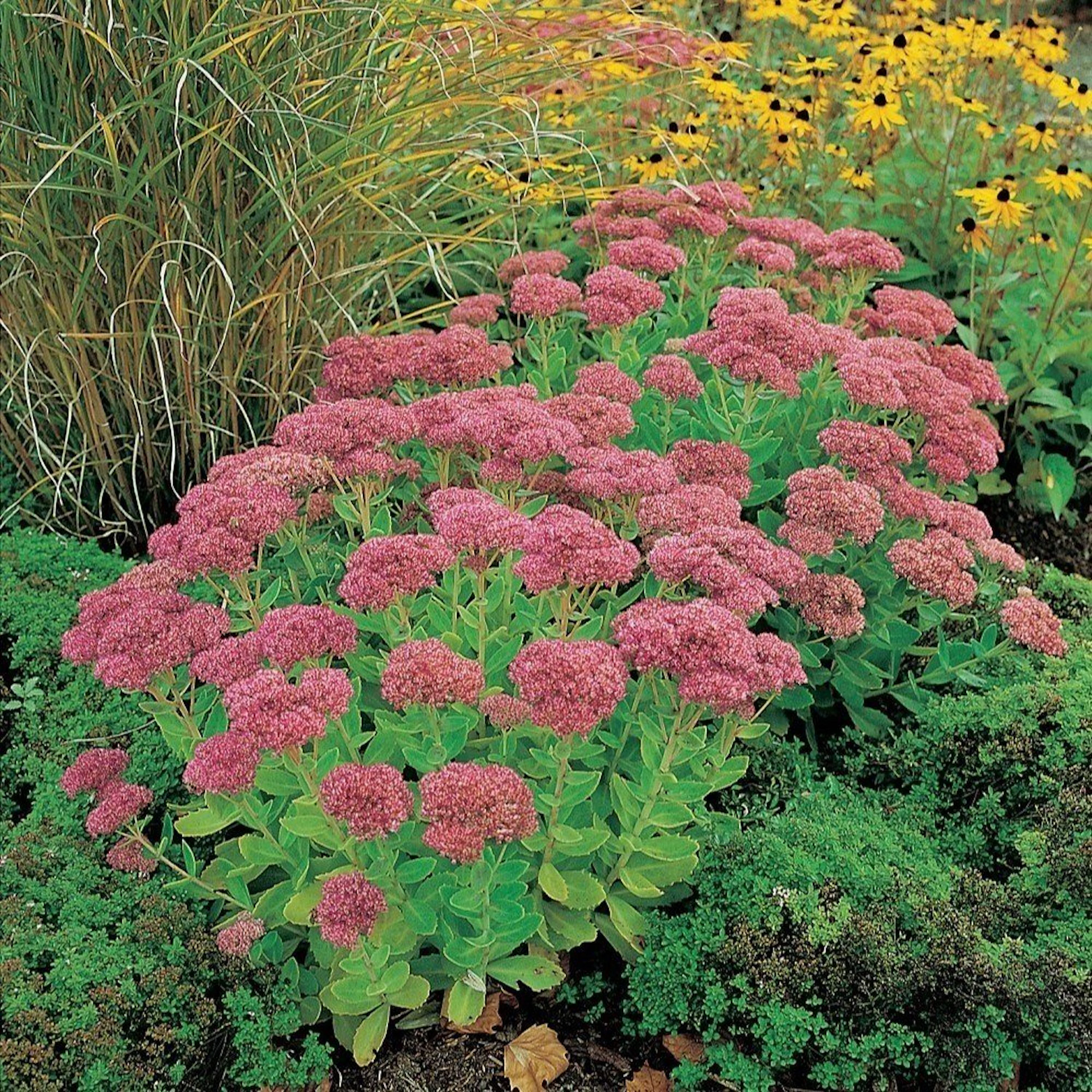 Perenn Omnia Garden Kärleksört Herbstfreude