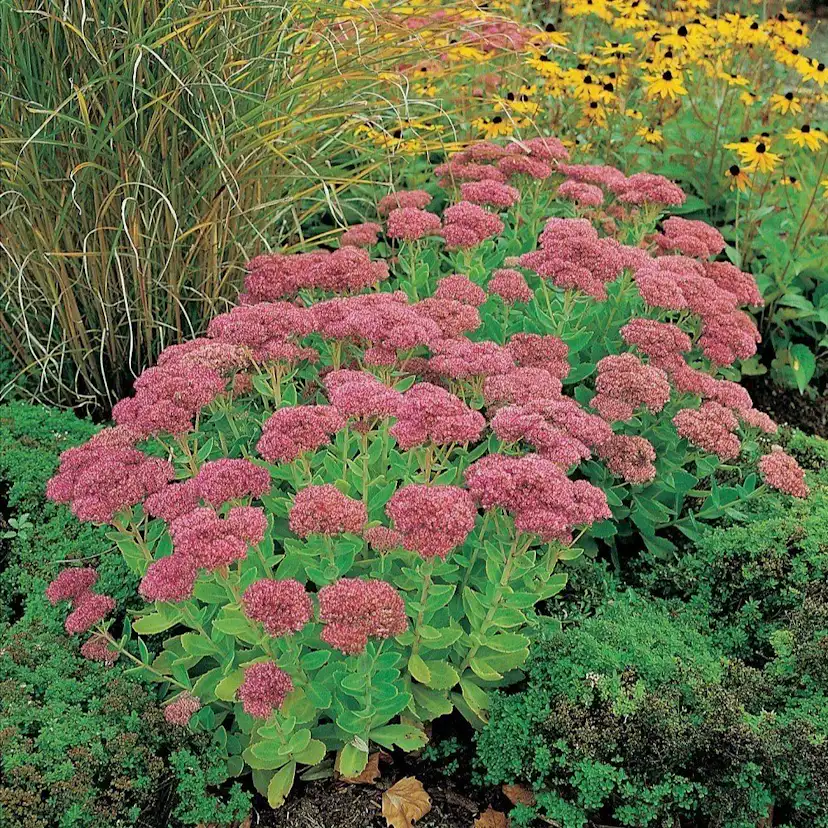 Perenn Omnia Garden Kärleksört Herbstfreude