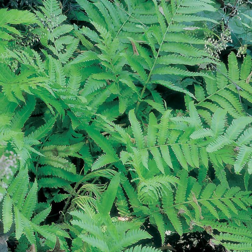 Prydnadsgräs Omnia Garden Japansk Strutbräken 6-pack