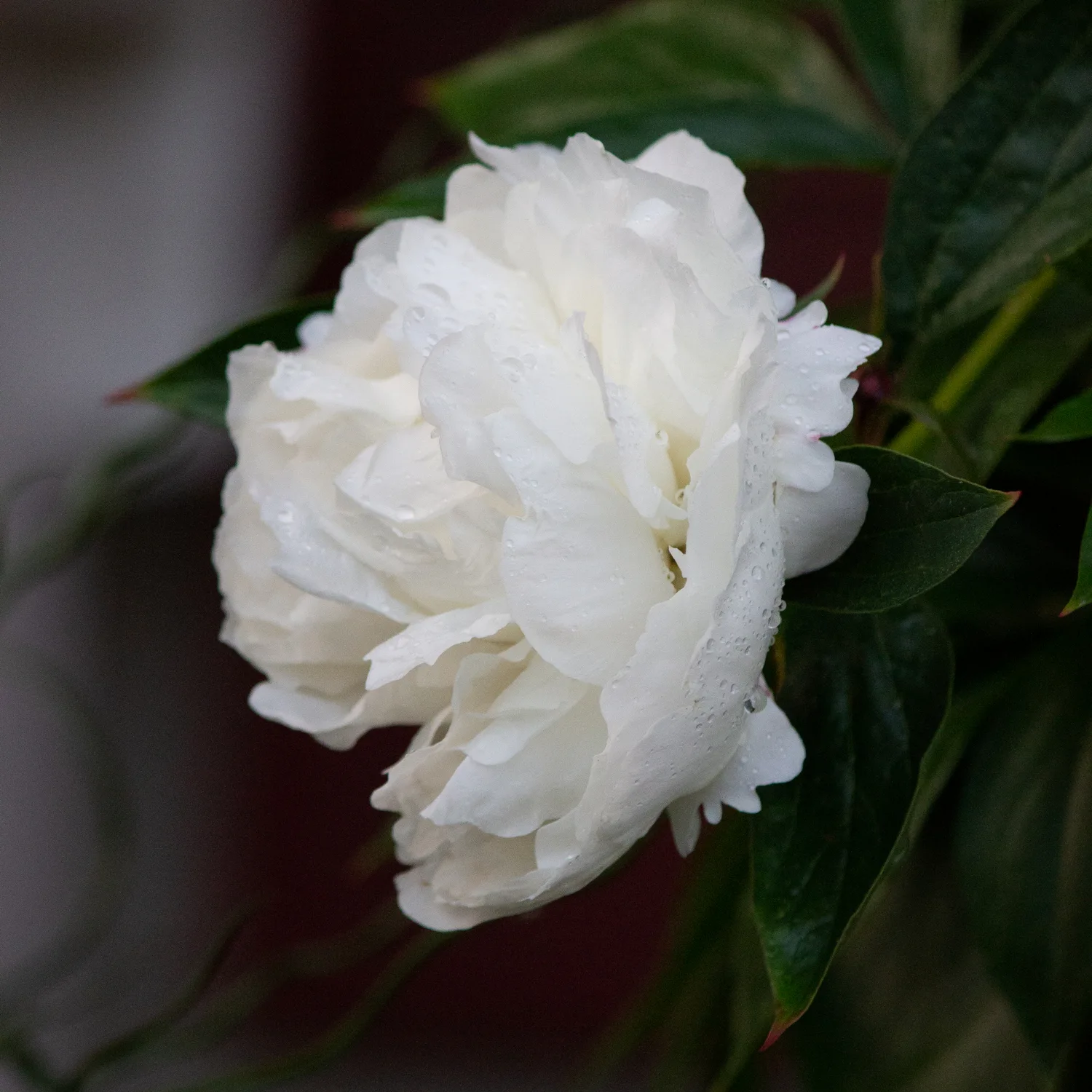 Luktpion Omnia Garden Shirley Temple