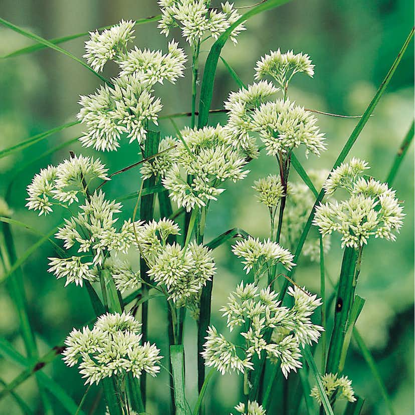 Perenn Omnia Garden Silverfryle 6-pack