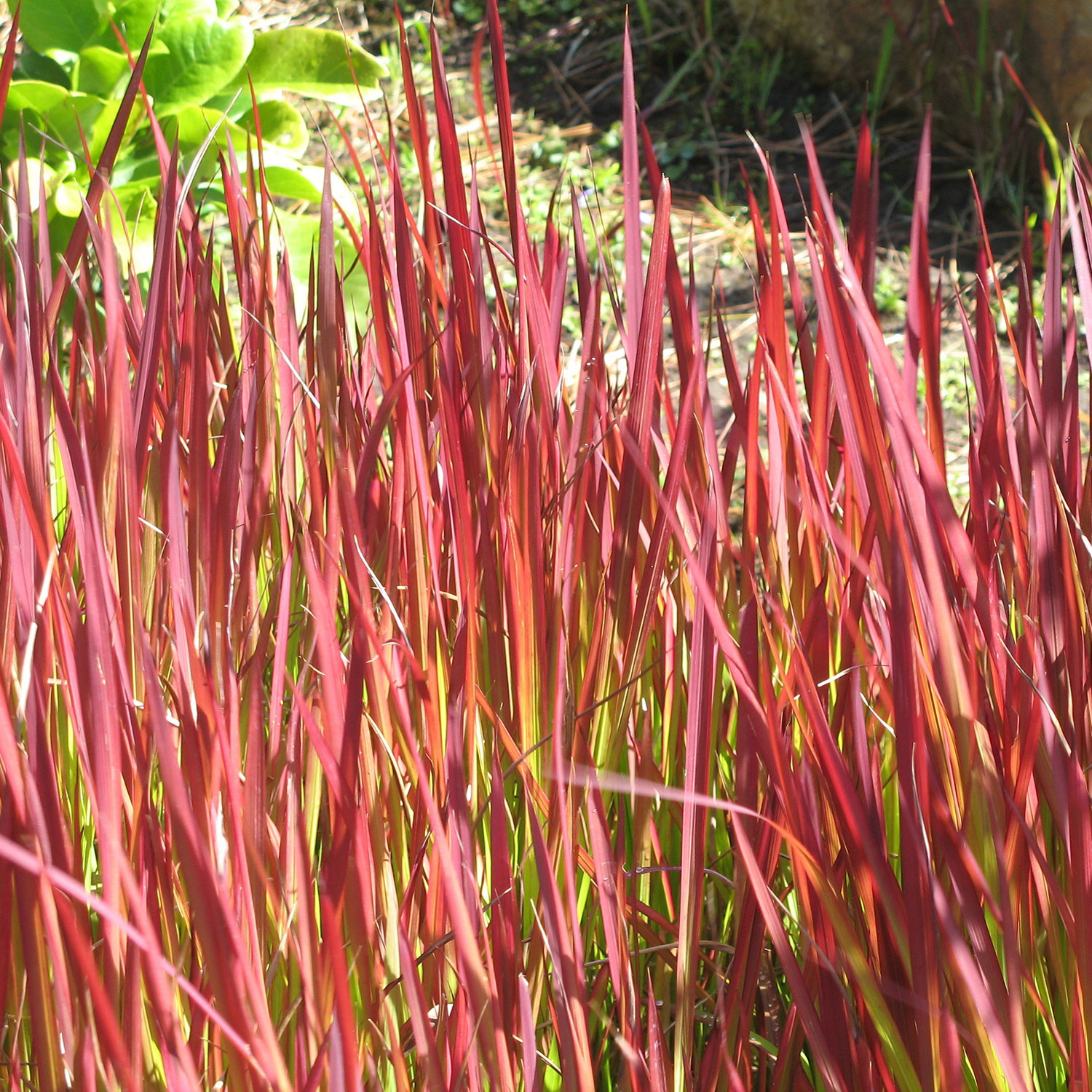 Prydnadsgräs Omnia Garden Japanskt Blodgräs