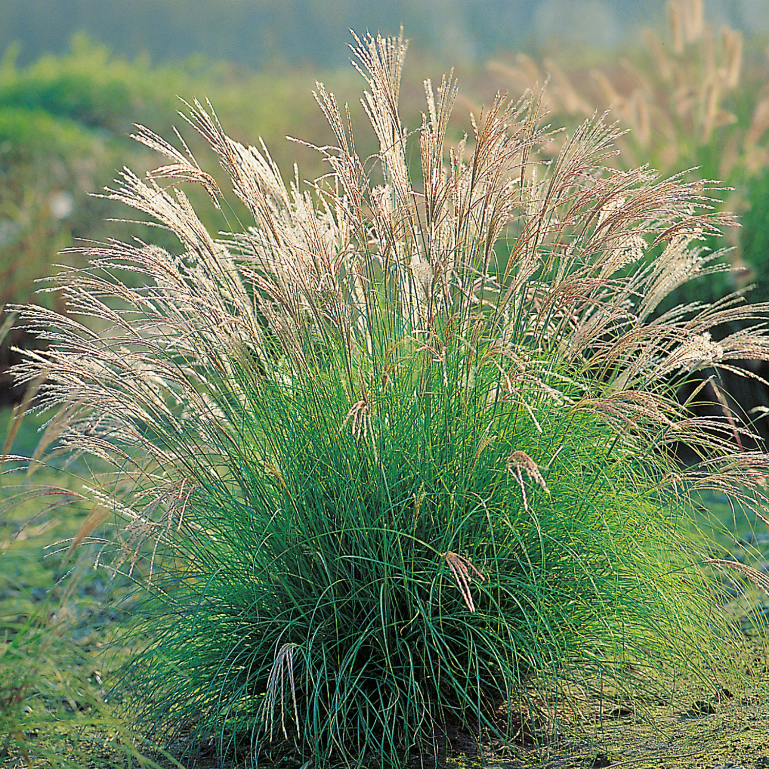 Prydnadsgräs Omnia Garden Glansmiskantus Adagio