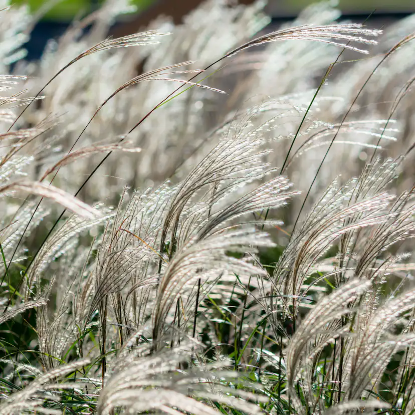 Prydnadsgräs Omnia Garden Glansmiskantus Adagio