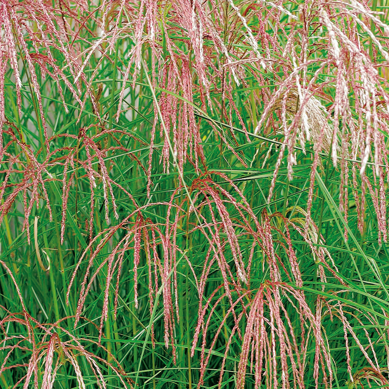 Prydnadsgräs Omnia Garden Glansmiskantus Flamingo
