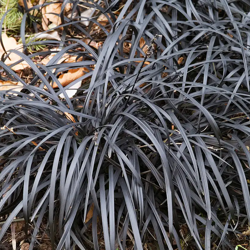 Perenn Omnia Garden Mörkt Ormskägg Niger