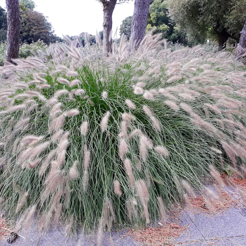 Prydnadsgräs Omnia Garden Lampborstgräs Hameln