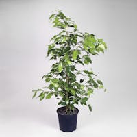 Krukväxter online Krukväxter online