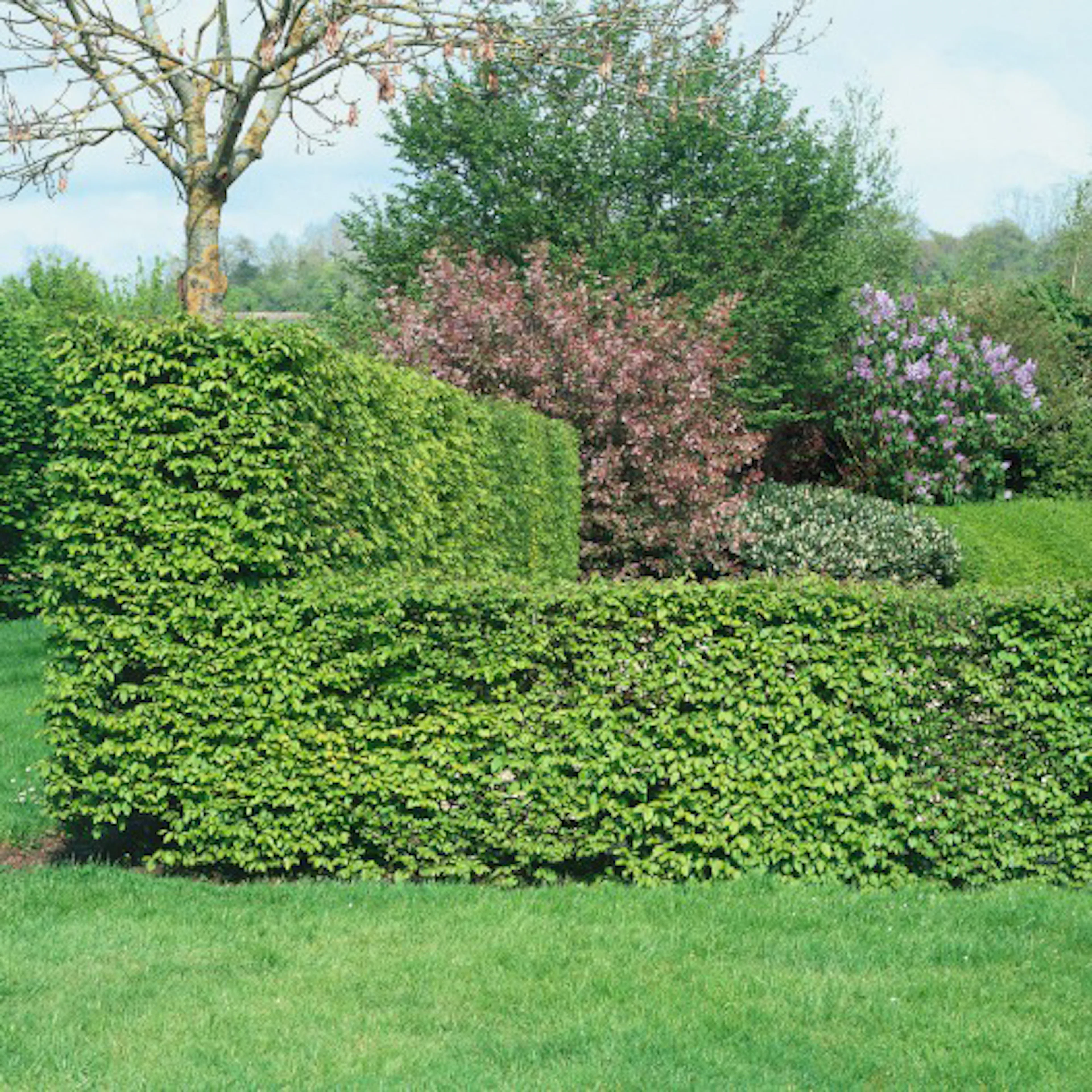Häckplantor