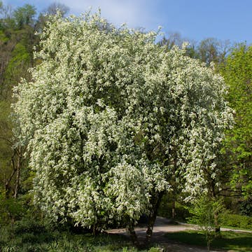 Prydnadsträd Hägg Omnia Garden 150-200 cm