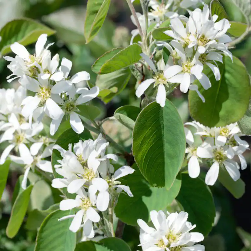 Bärhäggmispel Omnia Garden Amelanchier Alnifolia 50-80 cm