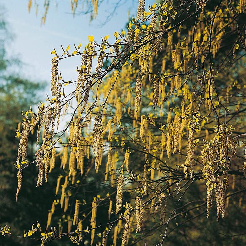 Buske Hassel Omnia Garden 150-200cm