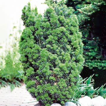 Idegran Hybrid Omnia Garden Hicksii 50-60 cm