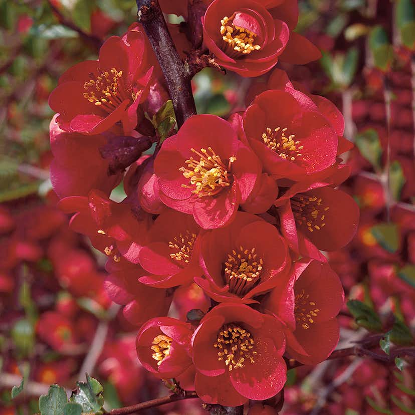 Prydnadsbuske Omnia Garden Hybridrosenkvitten 10 st/frp