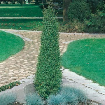 Irländsk Pelar-en Omnia Garden 80-100 cm