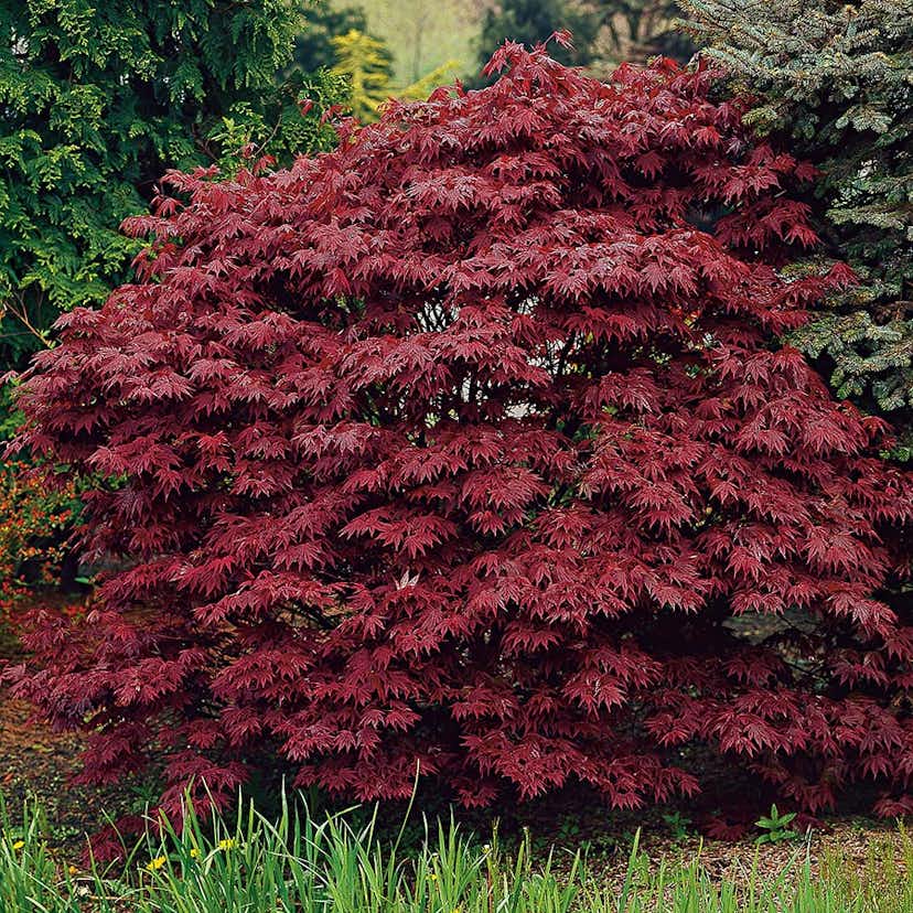 Prydnadsbuske Omnia Garden Japansk Blodlönn 3 st/frp