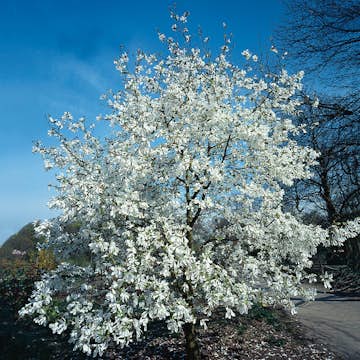 Prydnadsbuske @Plant Japansk Magnolia