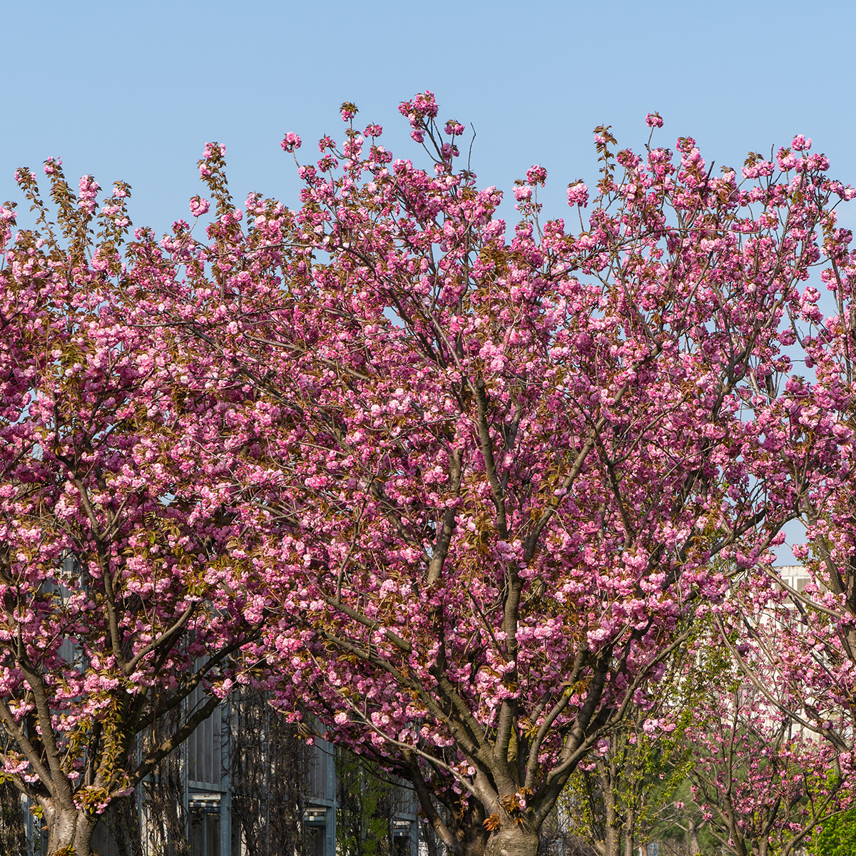 Pryndadsträd Omnia Garden Frilandsodlat Japanskt Körsbärsträd 350-450 cm, Högstamsträd