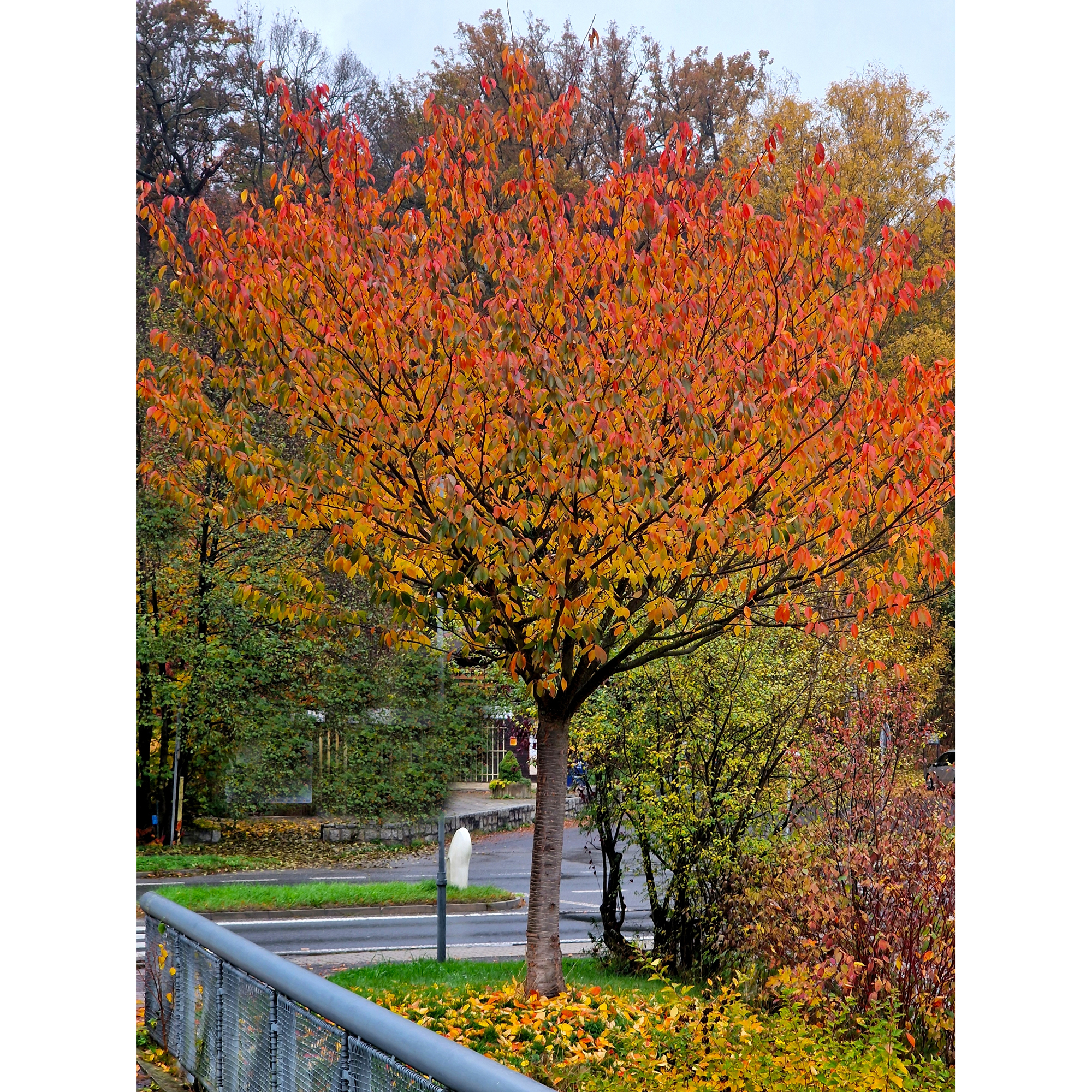 Pryndadsträd Omnia Garden Frilandsodlat Japanskt Körsbärsträd 350-450 cm, Högstamsträd