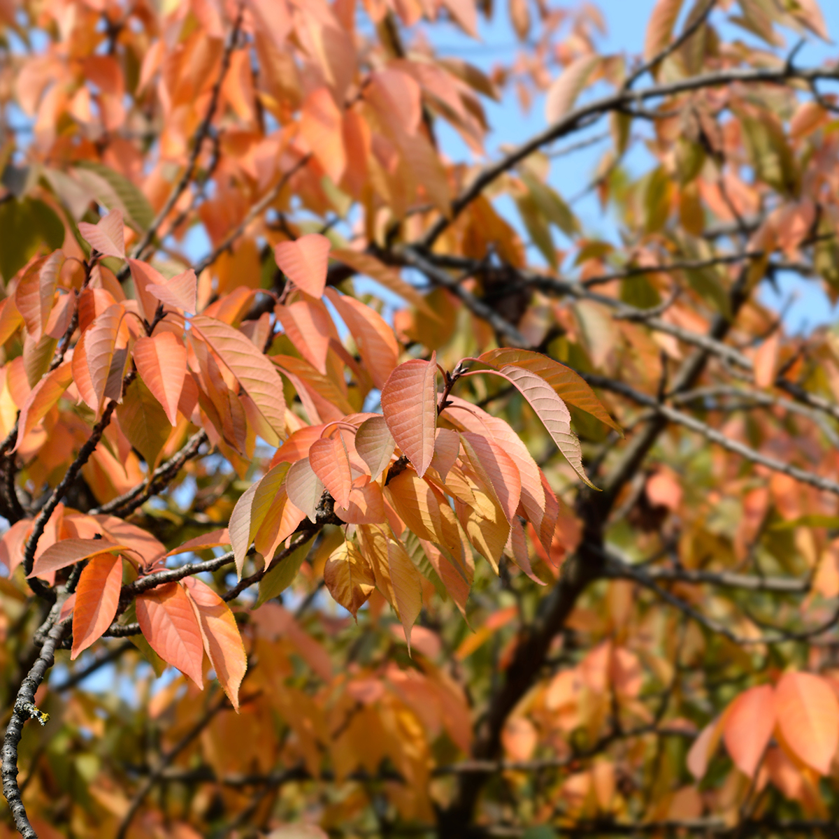 Pryndadsträd Omnia Garden Frilandsodlat Japanskt Körsbärsträd 350-450 cm, Högstamsträd