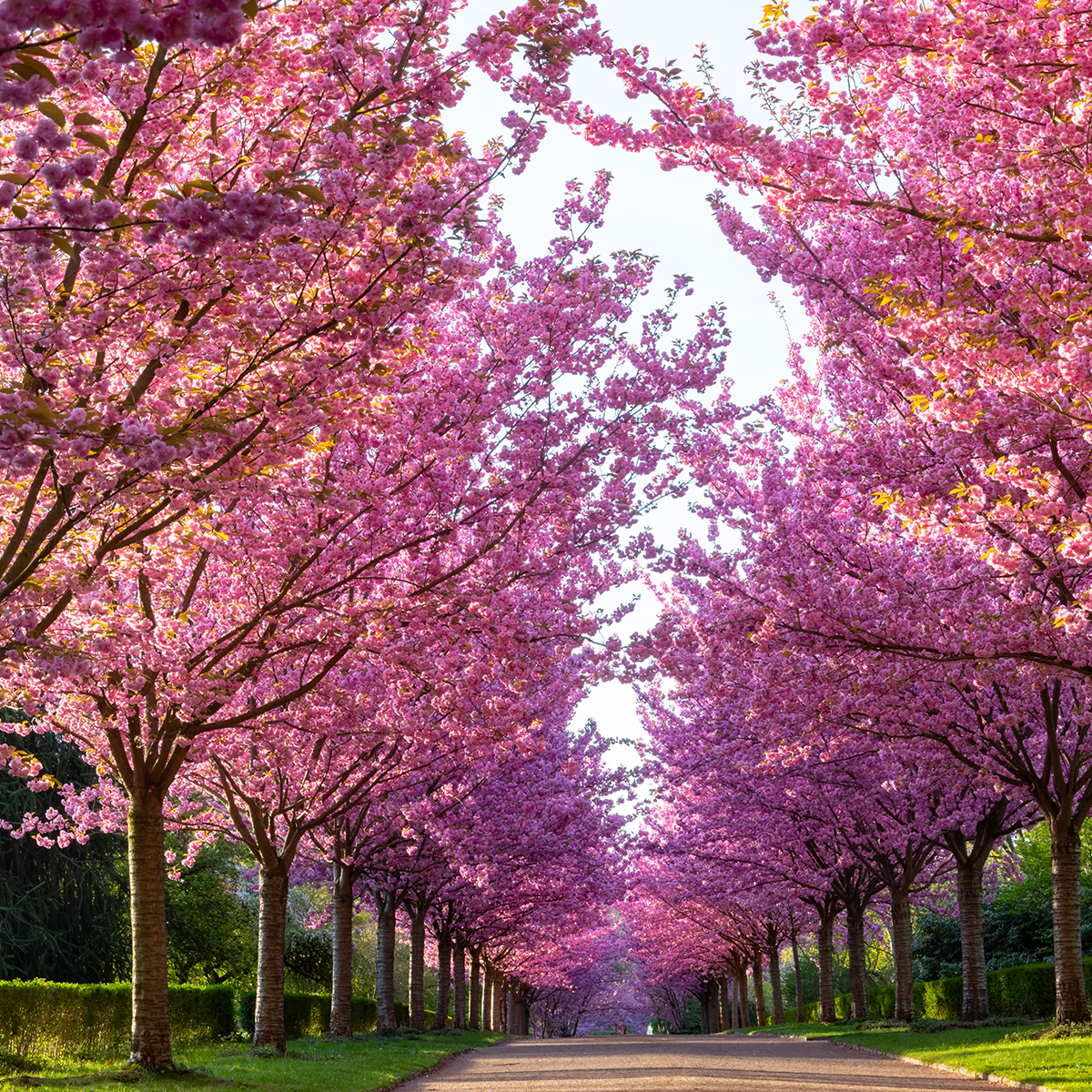 Pryndadsträd Omnia Garden Frilandsodlat Japanskt Körsbärsträd 350-450 cm, Högstamsträd