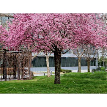 Körsbärsträd Omnia Garden Japanskt Prunus Kanzan 100-120 cm