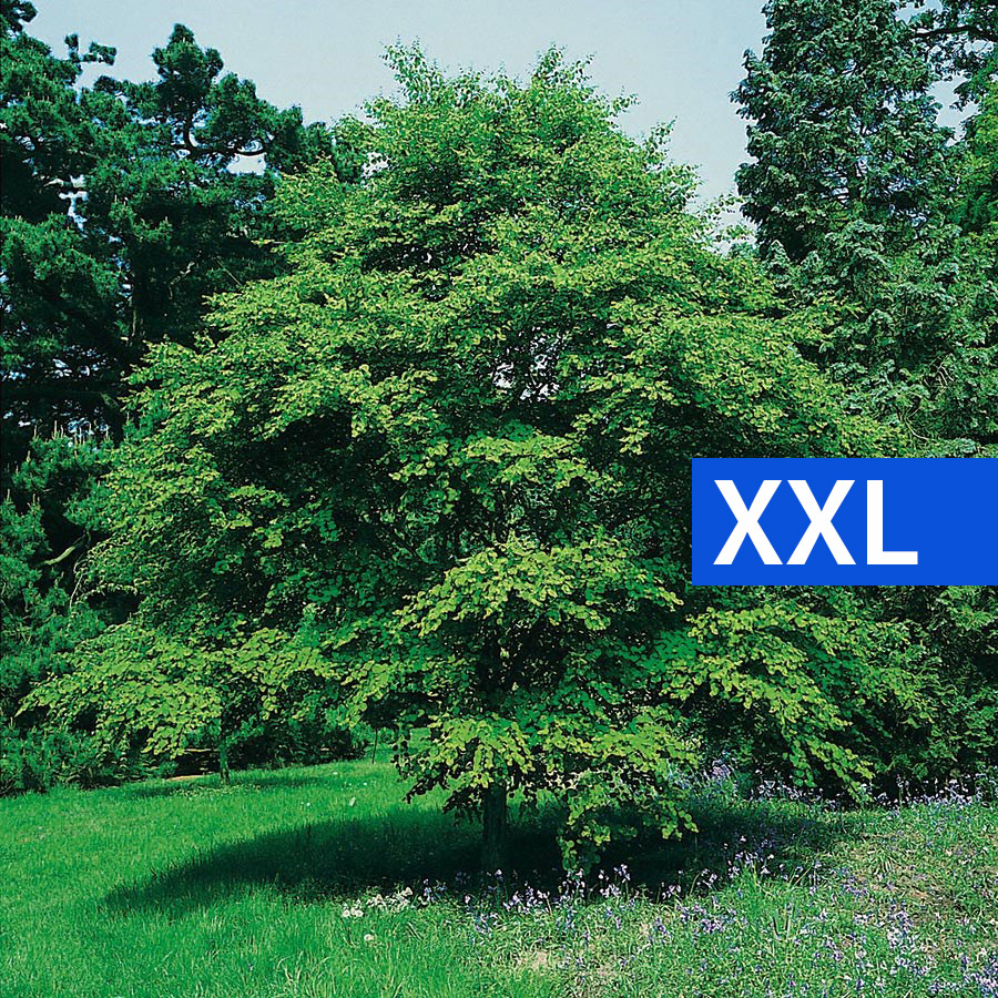 Katsura- Brödträd Omnia Garden 125-150cm