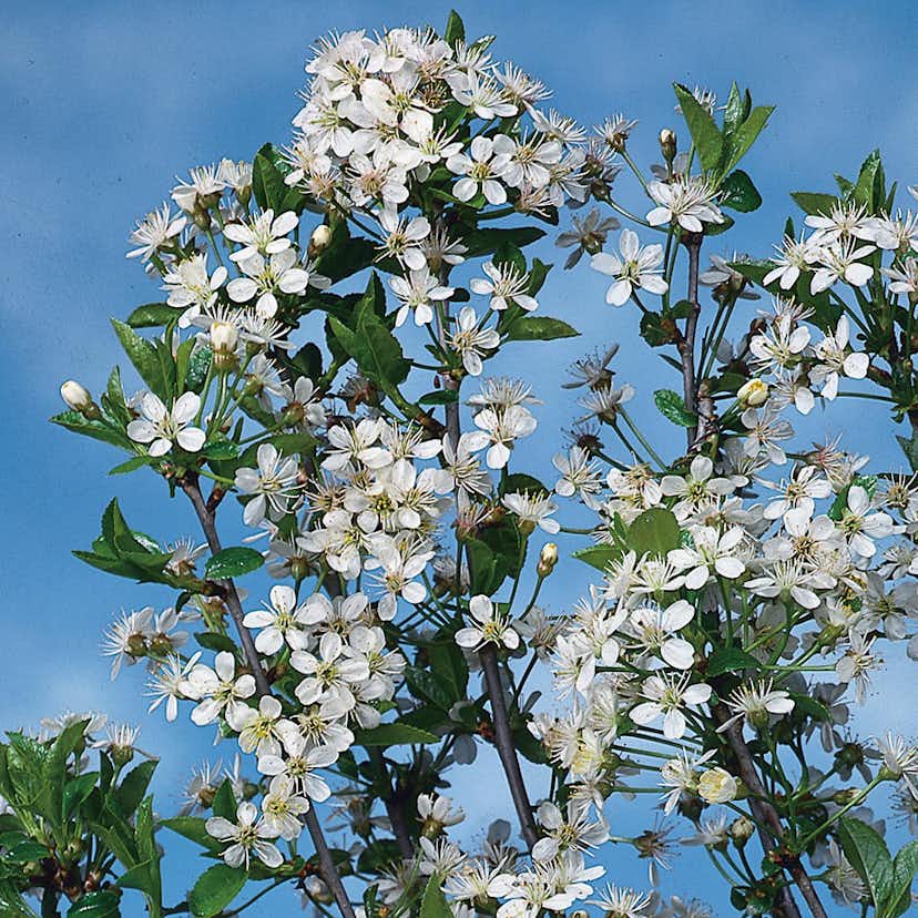 Prydnadsträd Klotkörsbär Omnia Garden 100-120 cm