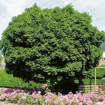 Prydnadsträd Klotlönn Omnia Garden 80-100 cm