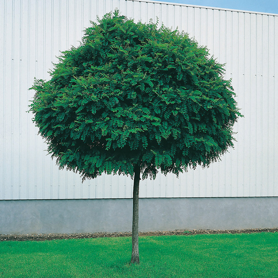 Klotrobinia 140-160 cm