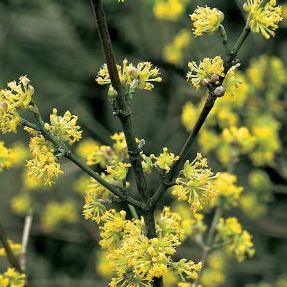 Stege 5 meter Stege 5 meter