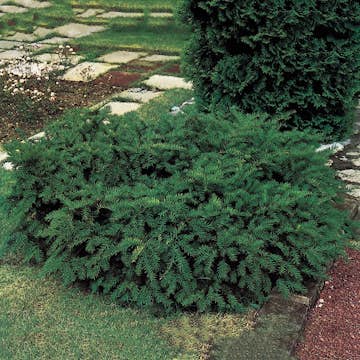 Krypidegran Omnia Garden Repandens 25-30 cm