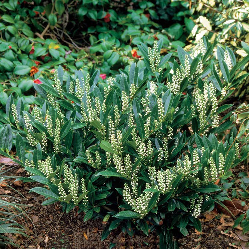 Prydnadsbuske Lagerhägg Omnia Garden Prunus laurocerasus Otto Luyken 10 st/frp