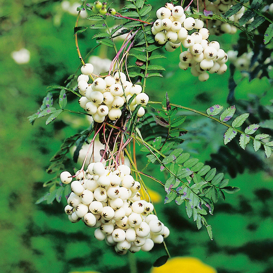 Rönn - Trevligt höstträd med vackra bär | Bygghemma.se