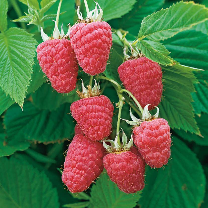 Buske Ljusrött Trädgårdshallon Omnia Garden Glen Prosen 40-60 cm 3 st/frp