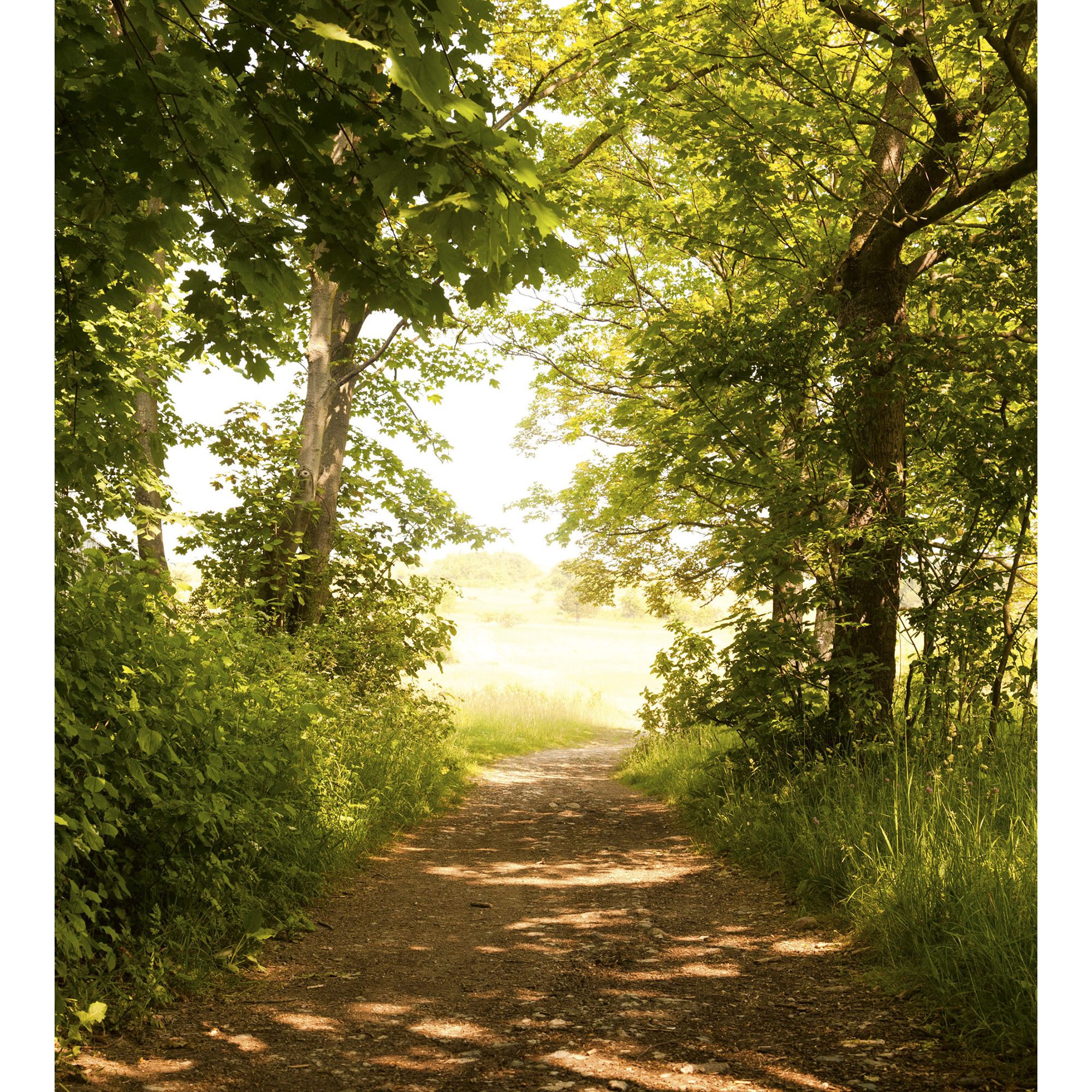 Tapet Dimex Forest Path