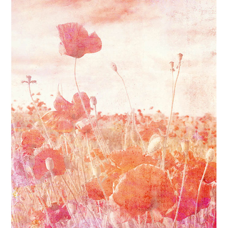 Fototapet Dimex Poppies Abstract