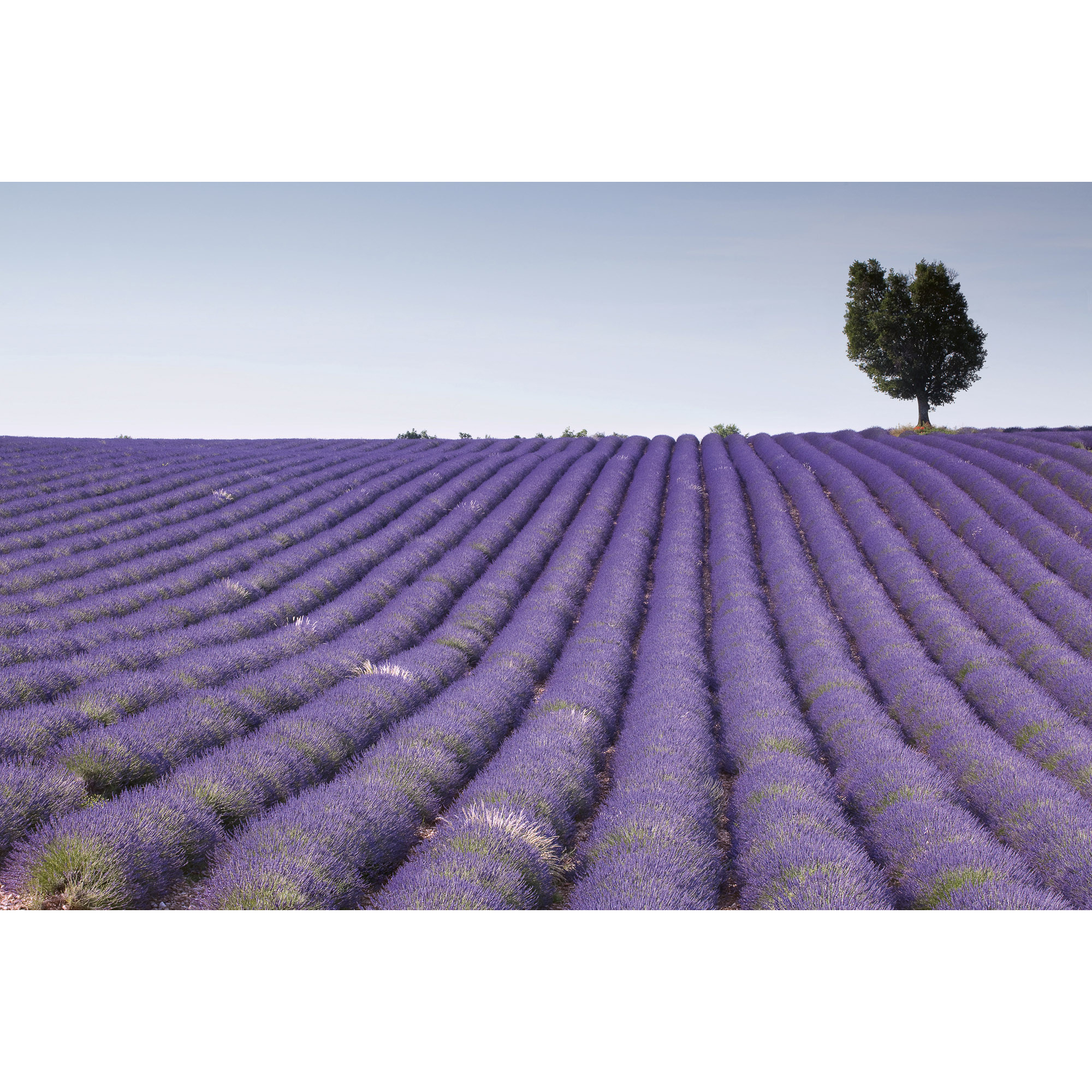 Tapet Dimex Lavender Field